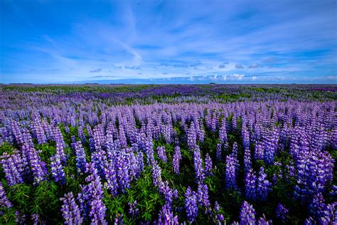 Purple Flower Field Landscape Image Free Stock Photo