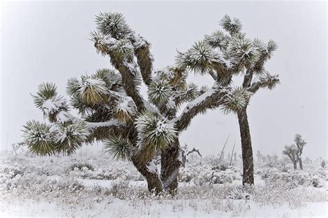 Snowy Joshua Trees Photograph By Marvin Walley Pixels