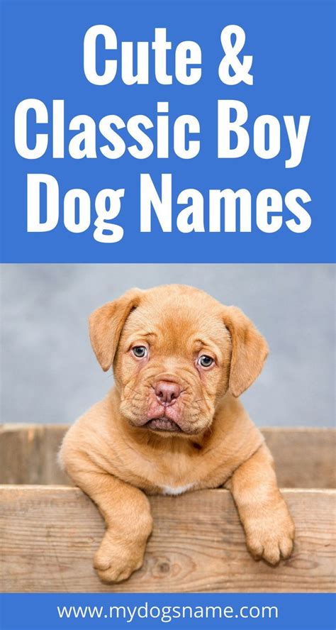 Names My Dogs Name Boy Dog Names Cool Dog Names Boys Cute Dog
