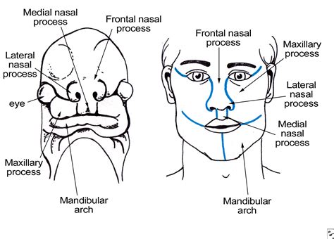 Oral And Maxillo Facial Surgery Nasolacrimal System Anatomy