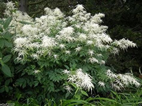 50 Aruncus Noble Spirits Goatsbeard Dwarf Flower Seeds Etsy