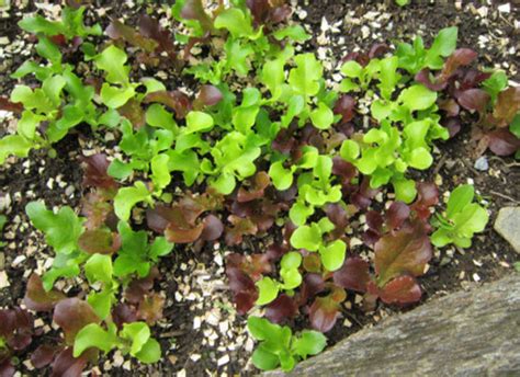 Planting Lettuce Tips And Pictures From Celestes Garden