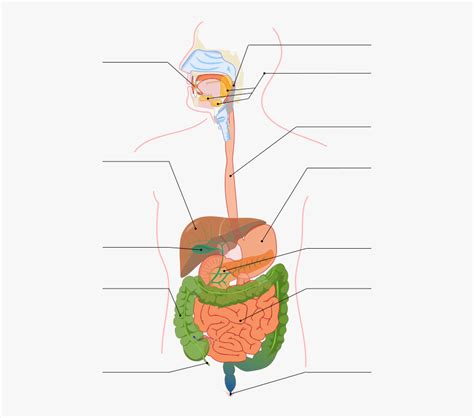 Digestive System Diagram No Labels