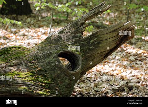 Rotten Tree Trunk Hi Res Stock Photography And Images Alamy