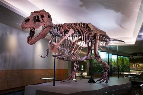 Sue The T Rex — Now With More Bones — Goes Back On Display In New