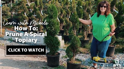 How To Prune A Spiral Topiary Topiary Tour Youtube