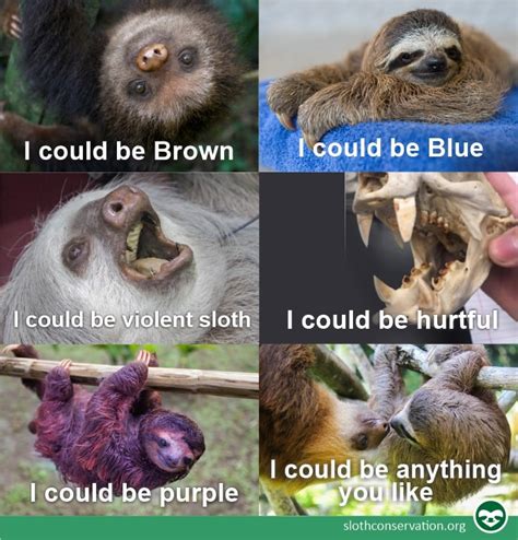 Best Sloth Memes The Sloth Conservation Foundation
