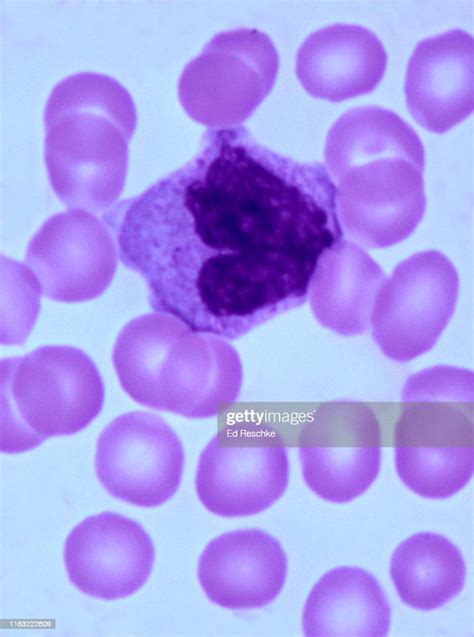 White Blood Cell Or Leukocyte Monocyte Human Blood Smear 400x High Res