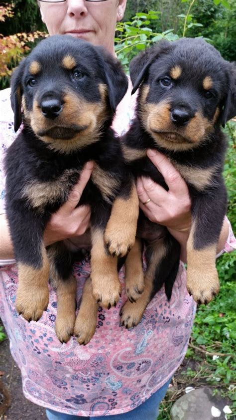 He is 11 weeks old. Rottweiler Puppies For Sale | Chicago Heights, IL #276374