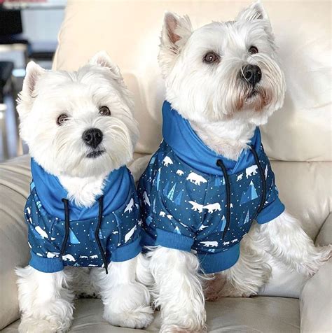 Fleece Dog Coat Knit Dog Sweater Dog Sweaters Westie Puppies