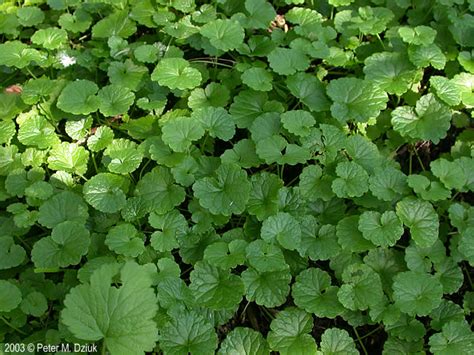 http://www.minnesotawildflowers.info/flower/ground-ivy