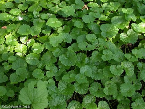 http://www.minnesotawildflowers.info/flower/ground-ivy