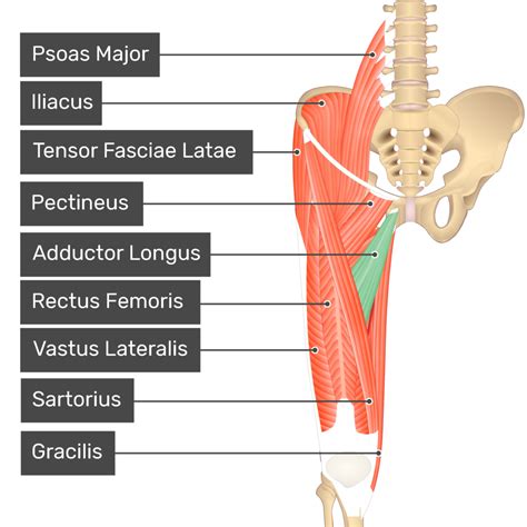 Adductor Longus Muscle Getbodysmart