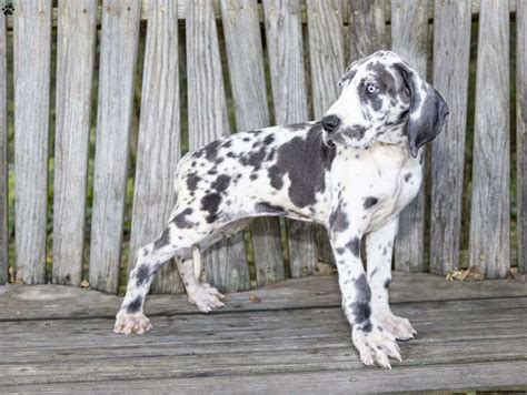 Barbie Great Dane Puppy For Sale In Indiana