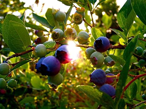 Growing Blueberry Bushes Tips For Blueberry Plant Care