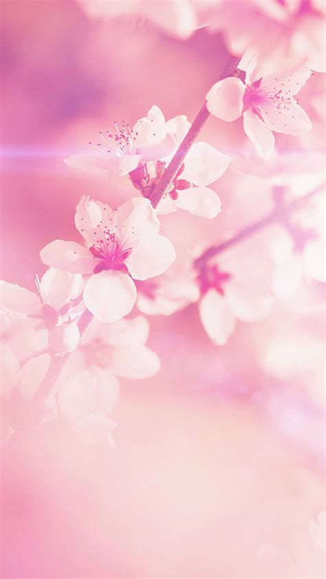Check spelling or type a new query. Light Pink Floral iPhone Wallpapers - Top Free Light Pink ...