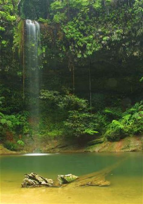 Taman nasional perbukitan lambir (id); Lambir Hill National Park, Miri City | Sarawak Tourist ...