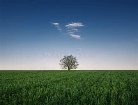 Lone Tree In The Growing Wheat Field Idyllic Minimalist Background