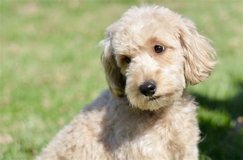 Goldendoodle Haircut Pictures Timberidge Goldendoodles Goldendoodle