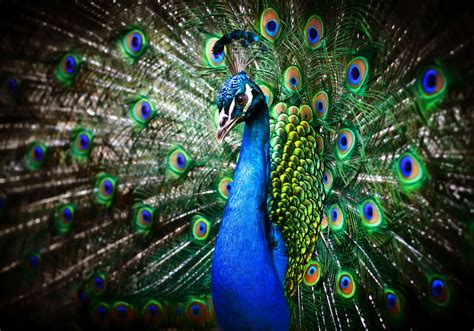 Un Hermoso Pavo Real De Colores A Beautiful Peacock Wallpaper Hd