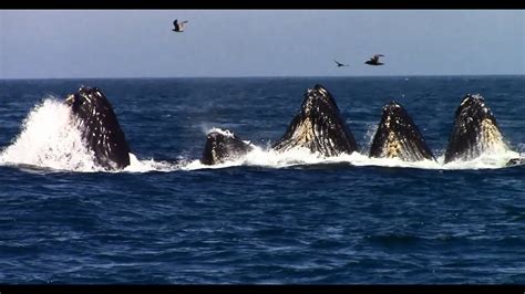 Whale Watching on the Monterey Bay - YouTube