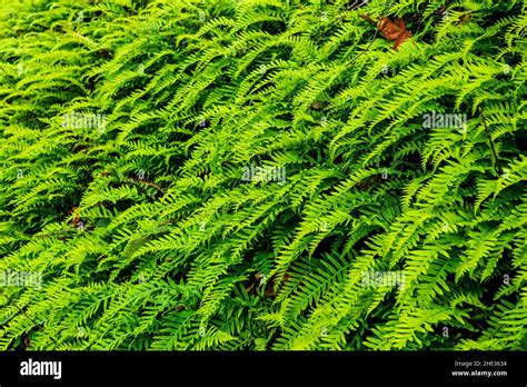 Lush Green Ferns Grow Along The Trail To Bridal Veil Falls Columbia