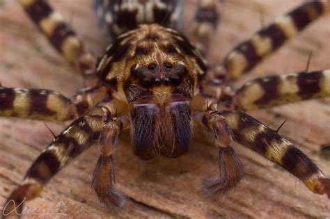 Huntsman Spider Sparassidae Anthony Kei C Flickr