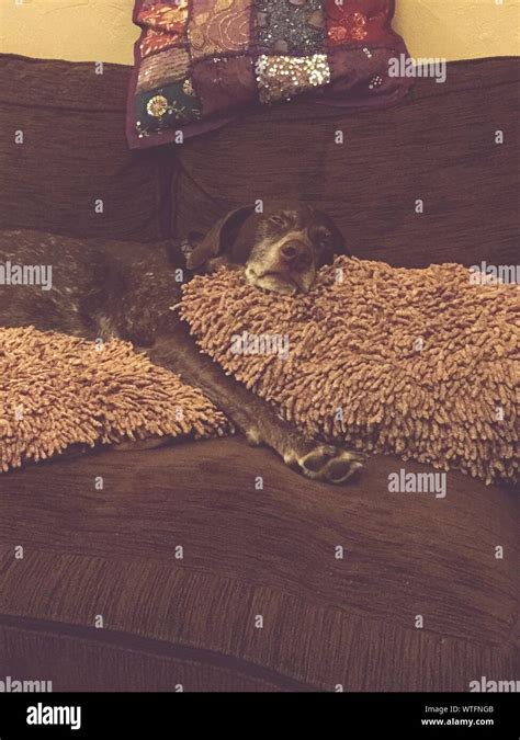 Dog Sleeping On Sofa Stock Photo Alamy