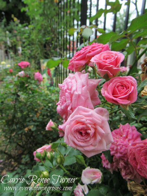 Pretty In Pink Ever Blooming Roses