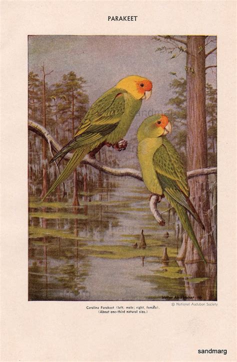 Vintage Print Of The Extinct Carolina Parakeet Native To
