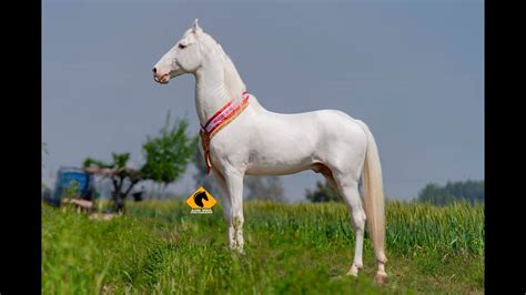 Nukra Horse I Stallion Anchor I Mann Horse Photography Youtube