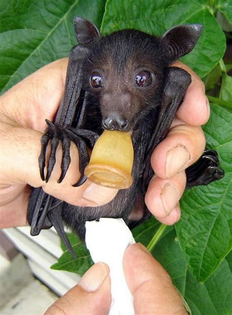 Hand Feeding With A Food Moistened Cloth Fruit Bat Fox Bat Cute Bat