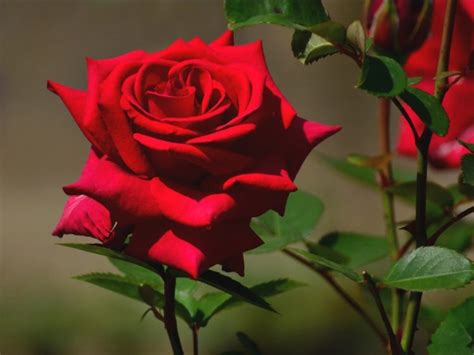 Beautiful Rose Flowers Hd Wallpapers For Desktop Best Flower Site
