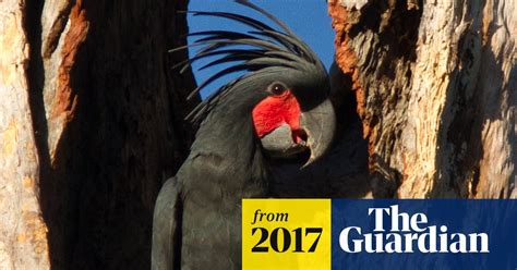 Cockatoos Impress Opposite Sex With Phil Collins Style Drum Solos Science The Guardian