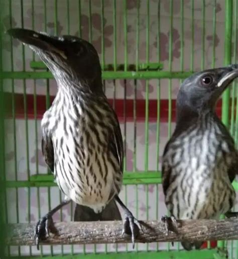 Mengenal Jenis Burung Cucak Keling Mitos Harga Dan Suara Kacer Co Id