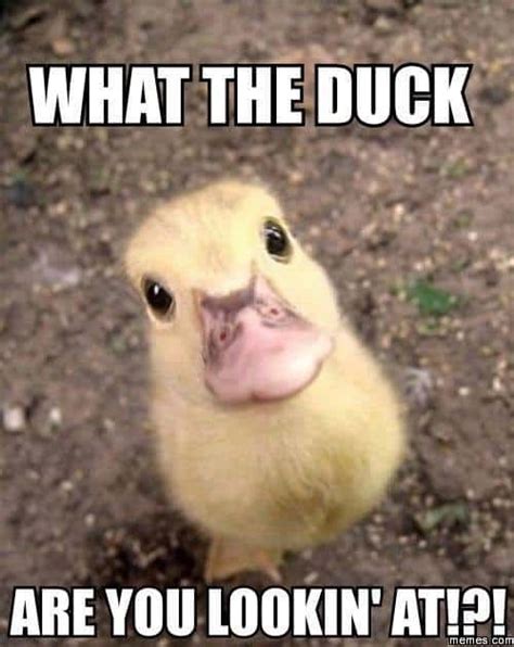 20 Totally Adorable Duck Memes You Wont Be Able To Resist