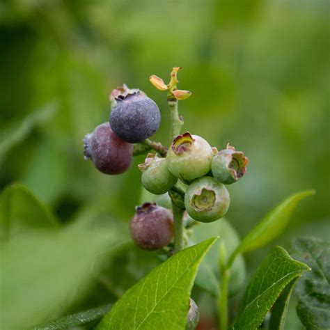 Buy Blueberry Northcountry 2ltr Plant Online Marshalls Marshalls Garden