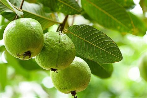 Feeding Guava Trees How And When To Fertilize Guava Trees Gardening