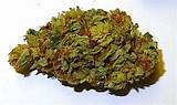 Marijuana Bud Images