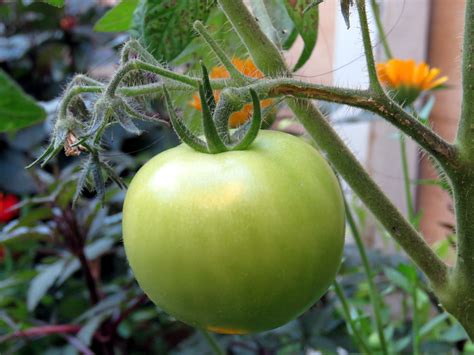 Tomato, Green - LOCAL (1lb) | Fresh Roots Market