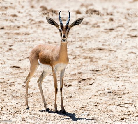 Dorcas Gazelle Inhabits Nature Desert Reserve Near Eilat Israel Stock ...