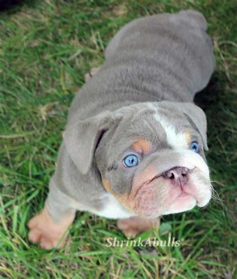 They will also greatly appreciate it if you do not leave them alone for extended periods of time, as they are known as a people puppy and crave human interaction. 40 best Blue English Bulldog images on Pinterest | English ...