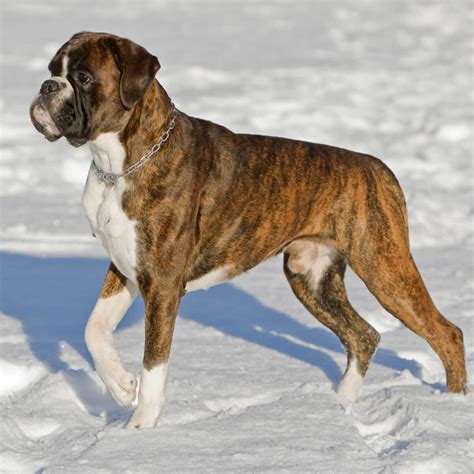 How To Exercise A Boxer Dog Online Degrees
