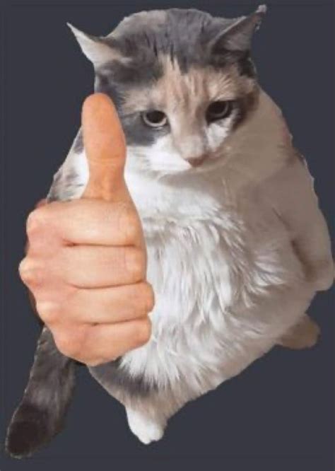 Cat Thumbs Up Looking At You