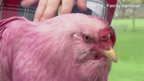 meet  owner   portland oregon pink chickens abc houston