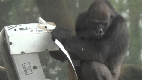Monkey Eating A Box Youtube