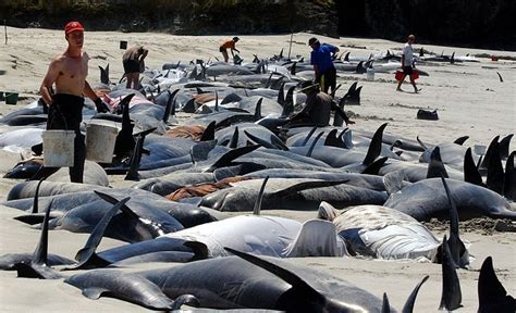 100 Whales Dead After New Zealand Stranding Seychelles News Agency
