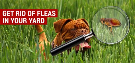 How To Get Rid Of Fleas In Your House And Yard Naturally City Pests