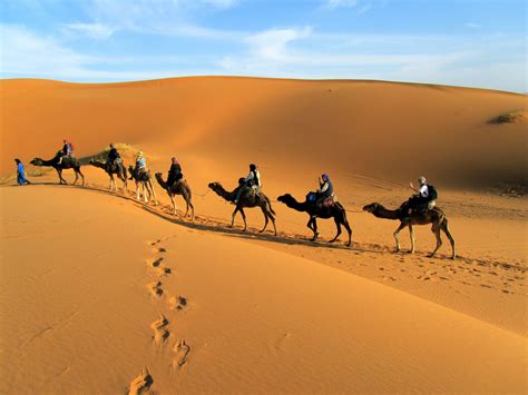 10277d Camel In Desert Wallpaper