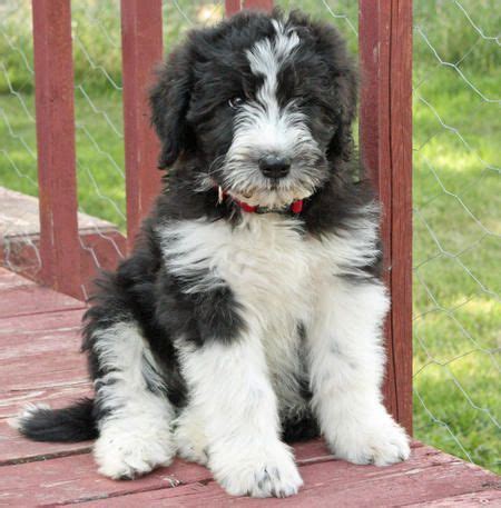 Your future puppy is waiting for you! Bouvier +poodle mix | Puppies and kitties, Beautiful dogs ...